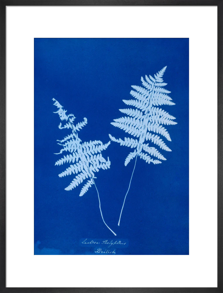 Cyanotype of Lastrea thelypteris, 1853. - Image 18