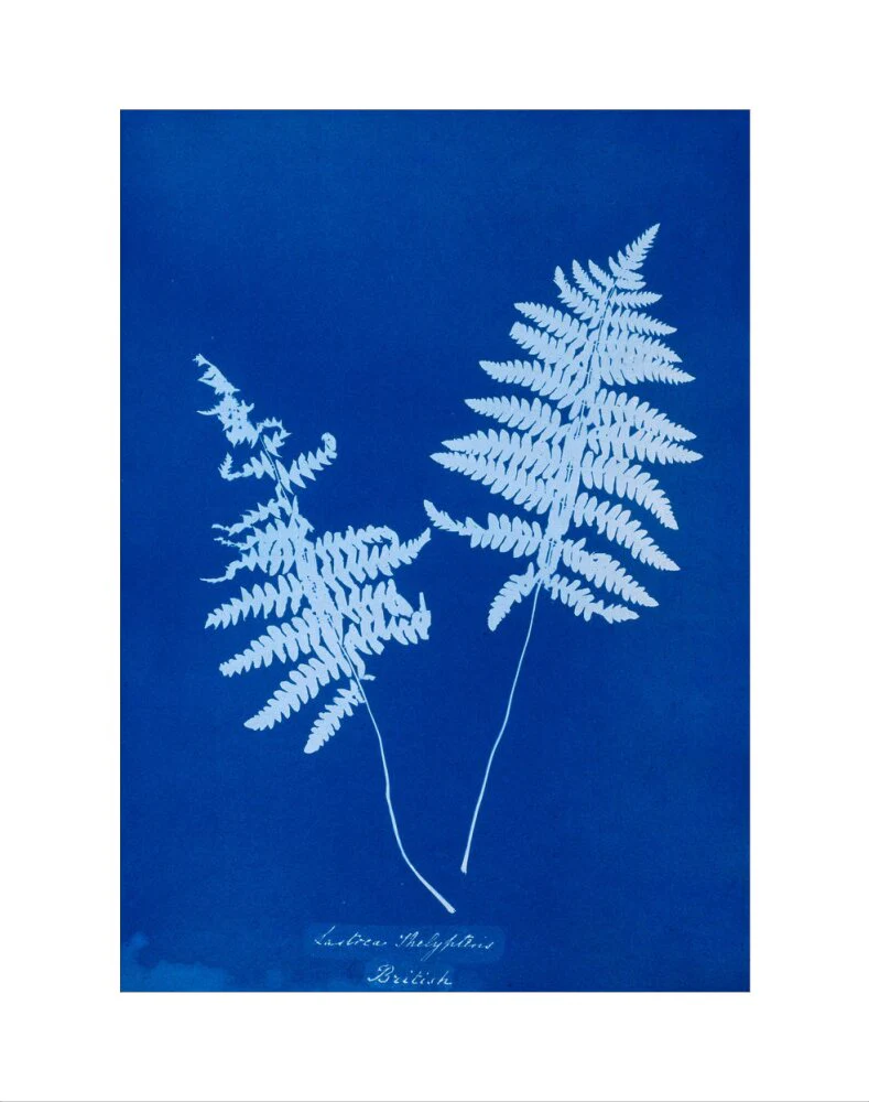 Cyanotype of Lastrea thelypteris, 1853. - Image 2