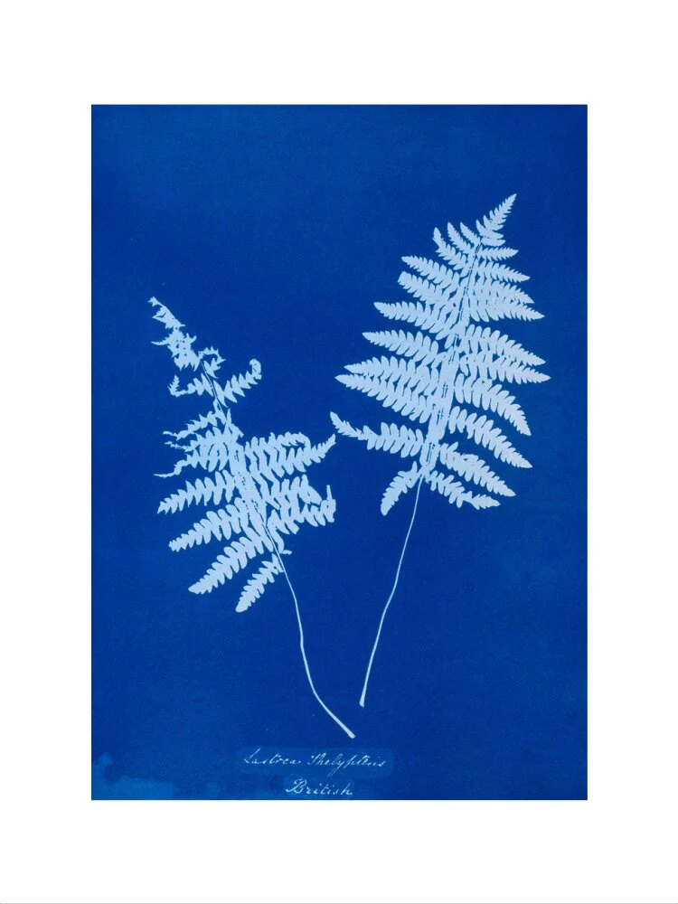 Cyanotype of Lastrea thelypteris, 1853. - Image 22