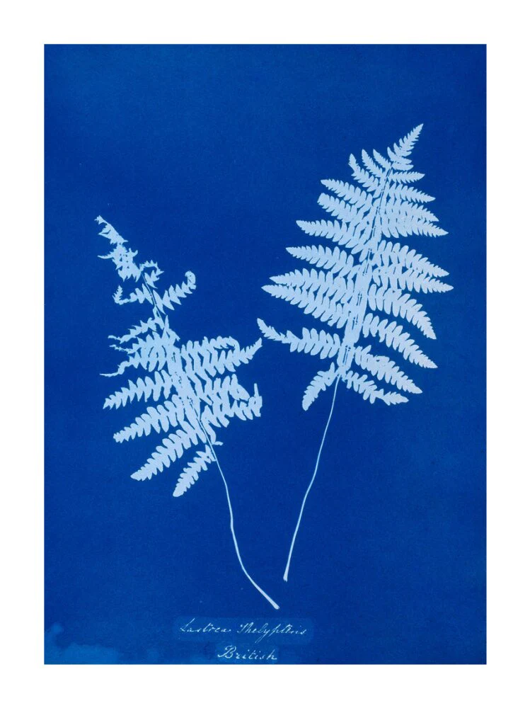 Cyanotype of Lastrea thelypteris, 1853. - Image 30