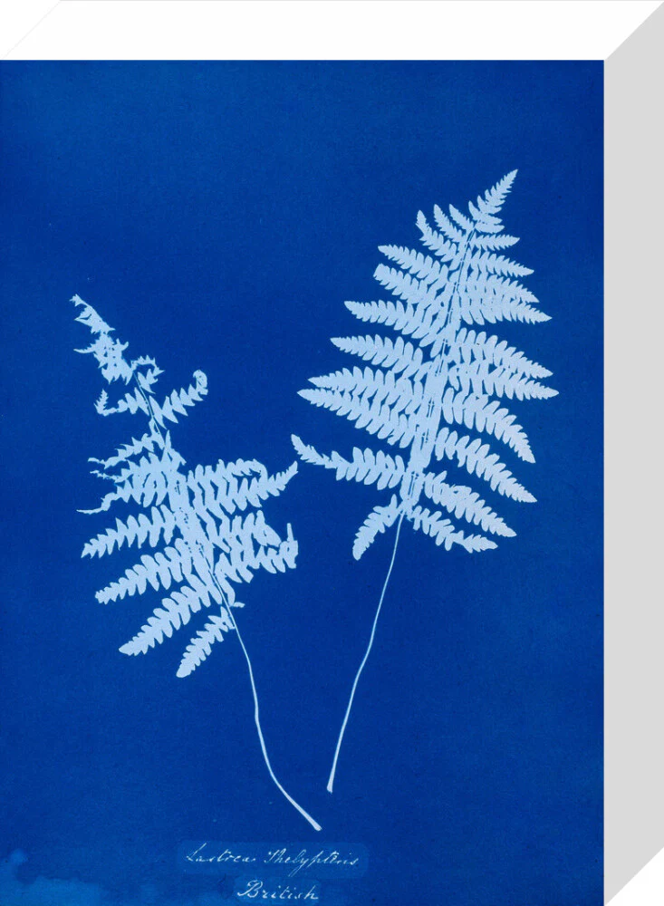 Cyanotype of Lastrea thelypteris, 1853. - Image 31
