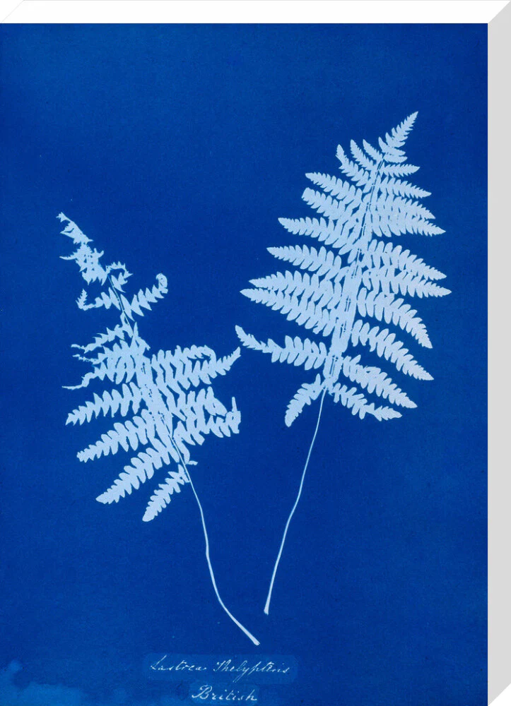 Cyanotype of Lastrea thelypteris, 1853. - Image 33
