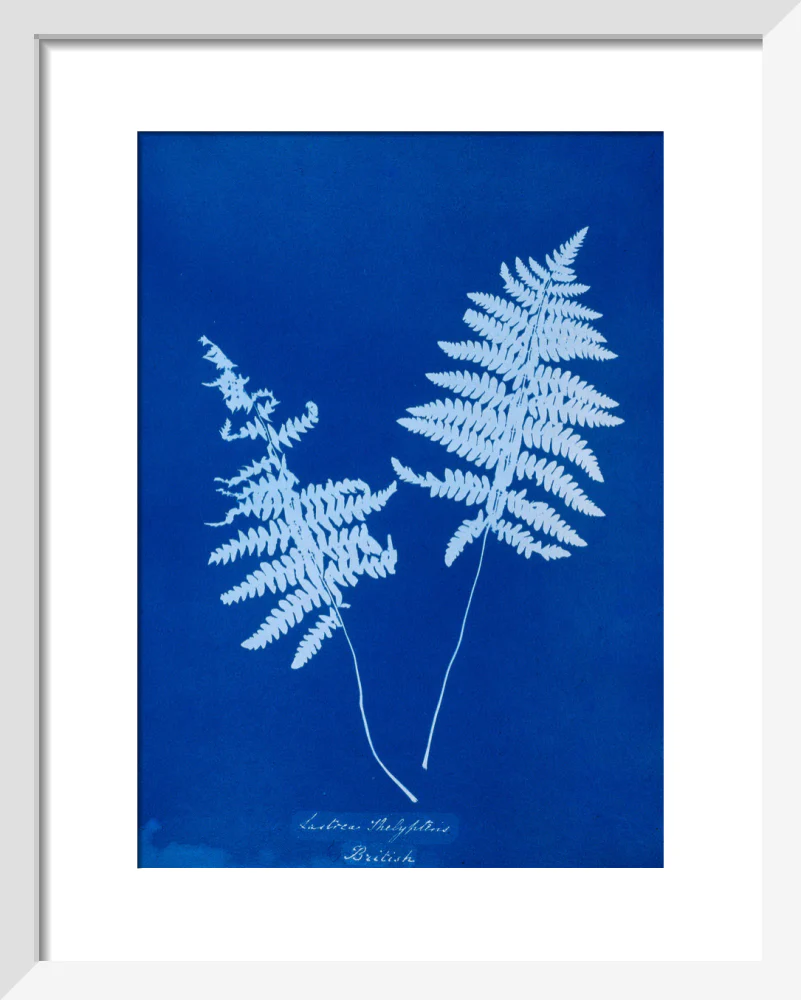 Cyanotype of Lastrea thelypteris, 1853. - Image 37