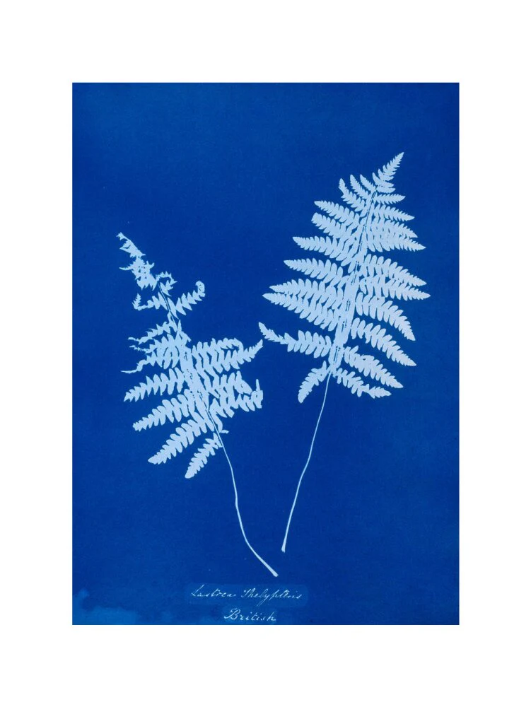 Cyanotype of Lastrea thelypteris, 1853. - Image 45