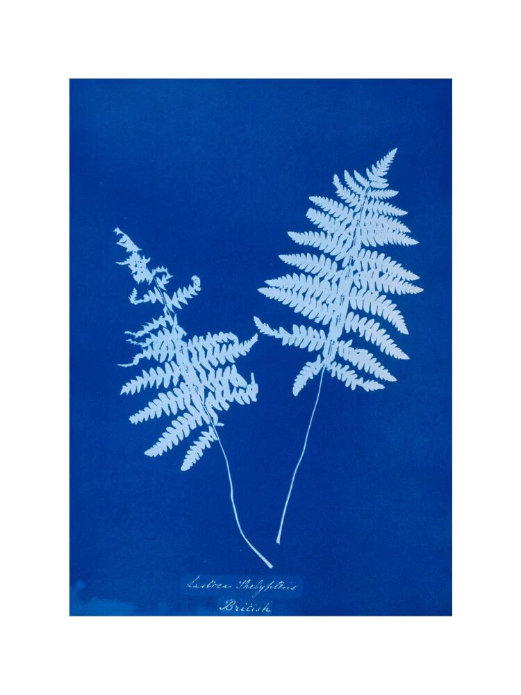 Cyanotype of Lastrea thelypteris, 1853. - Image 50