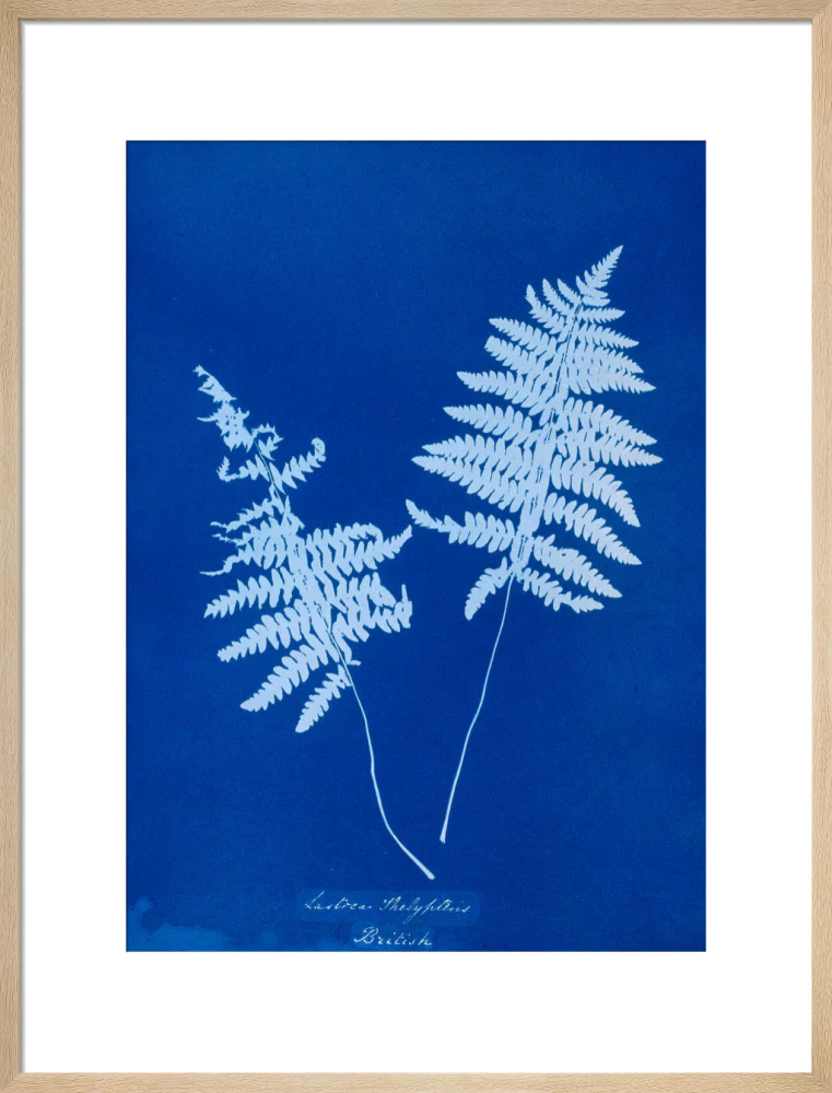 Cyanotype of Lastrea thelypteris, 1853. - Image 54