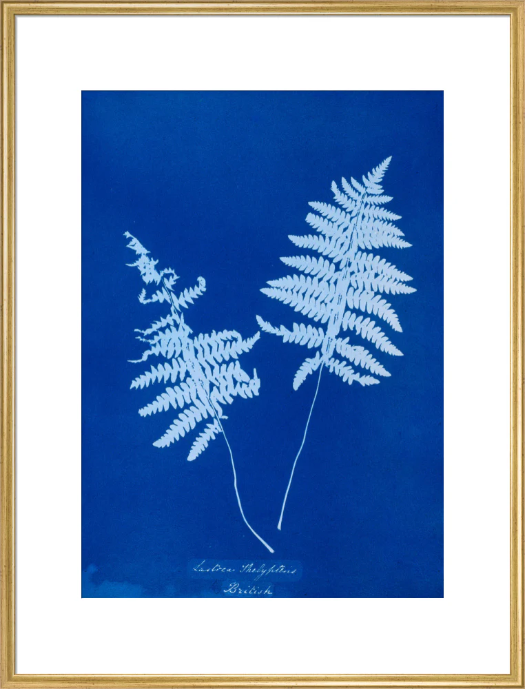 Cyanotype of Lastrea thelypteris, 1853. - Image 58