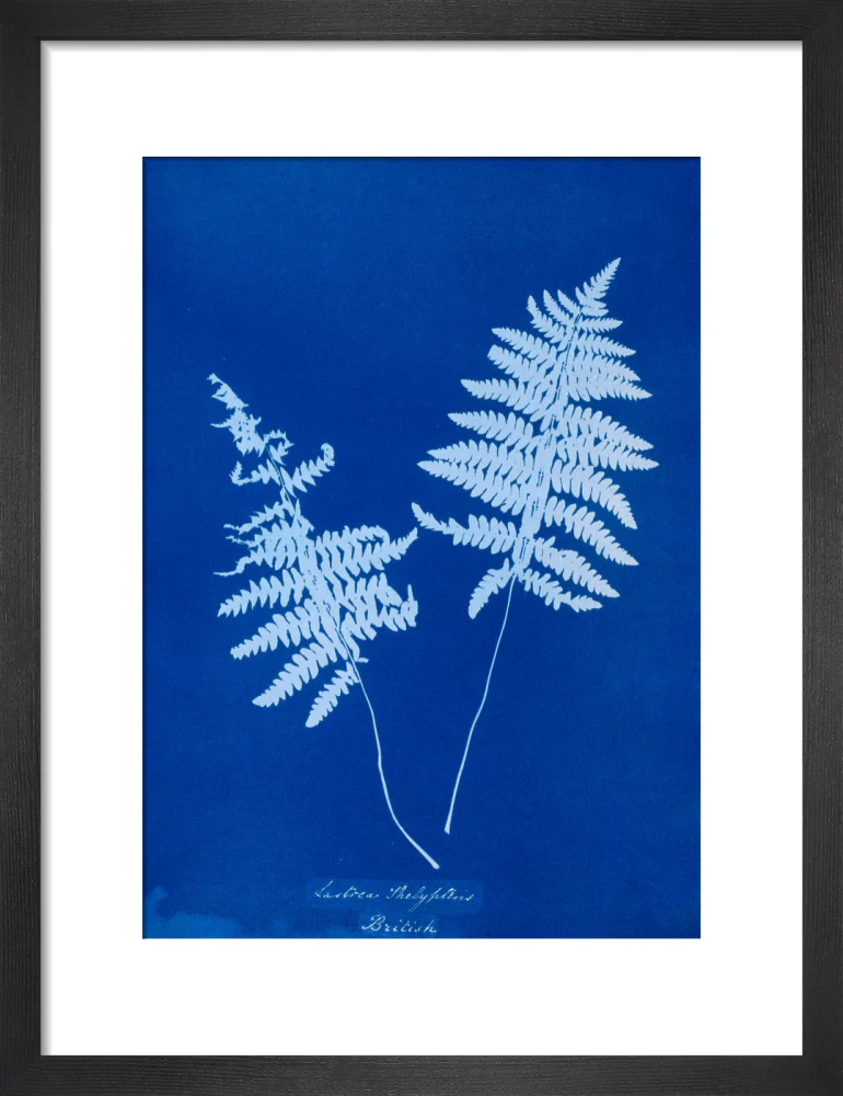 Cyanotype of Lastrea thelypteris, 1853. - Image 8