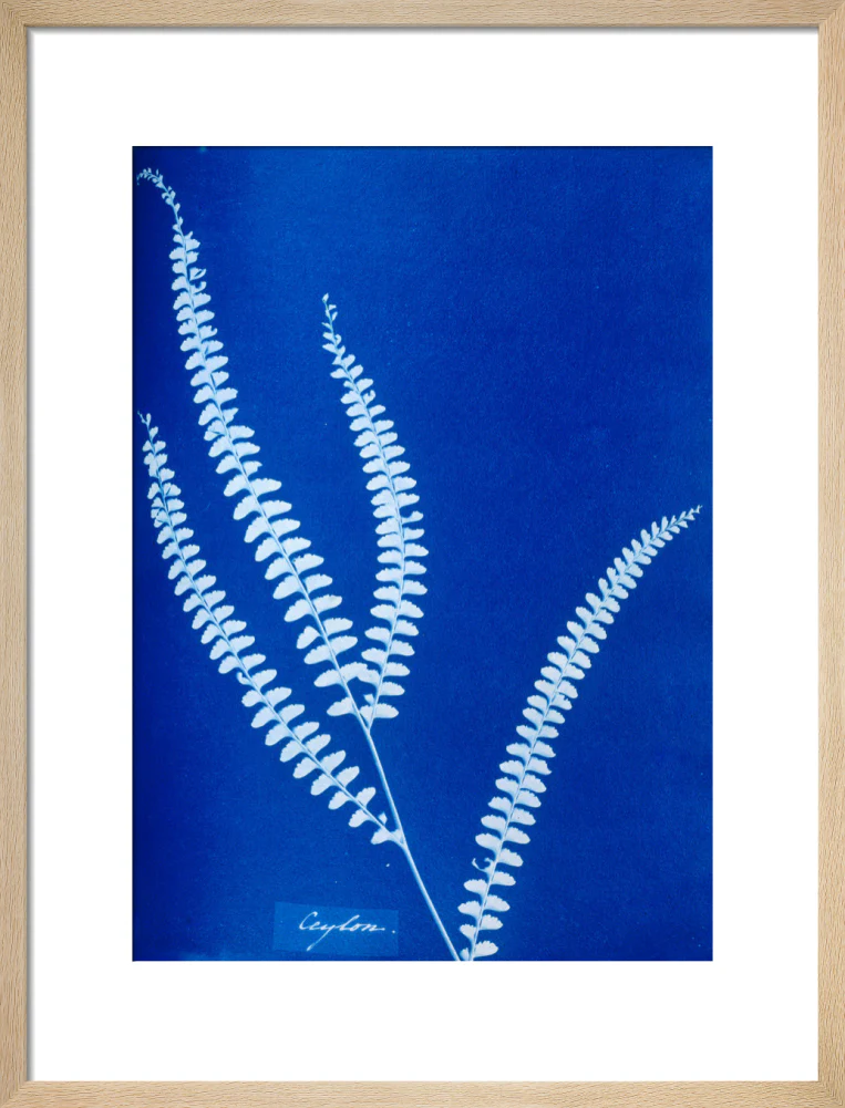 Cyanotype of a Ceylonese fern, 1853. - Image 16