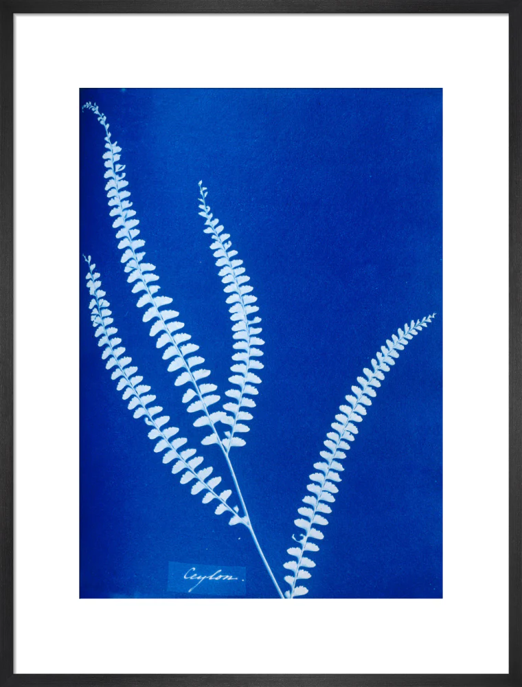 Cyanotype of a Ceylonese fern, 1853. - Image 18