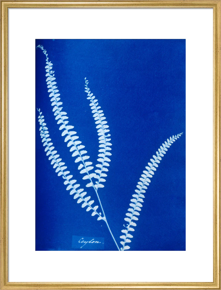 Cyanotype of a Ceylonese fern, 1853. - Image 20