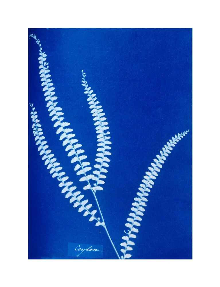 Cyanotype of a Ceylonese fern, 1853. - Image 28