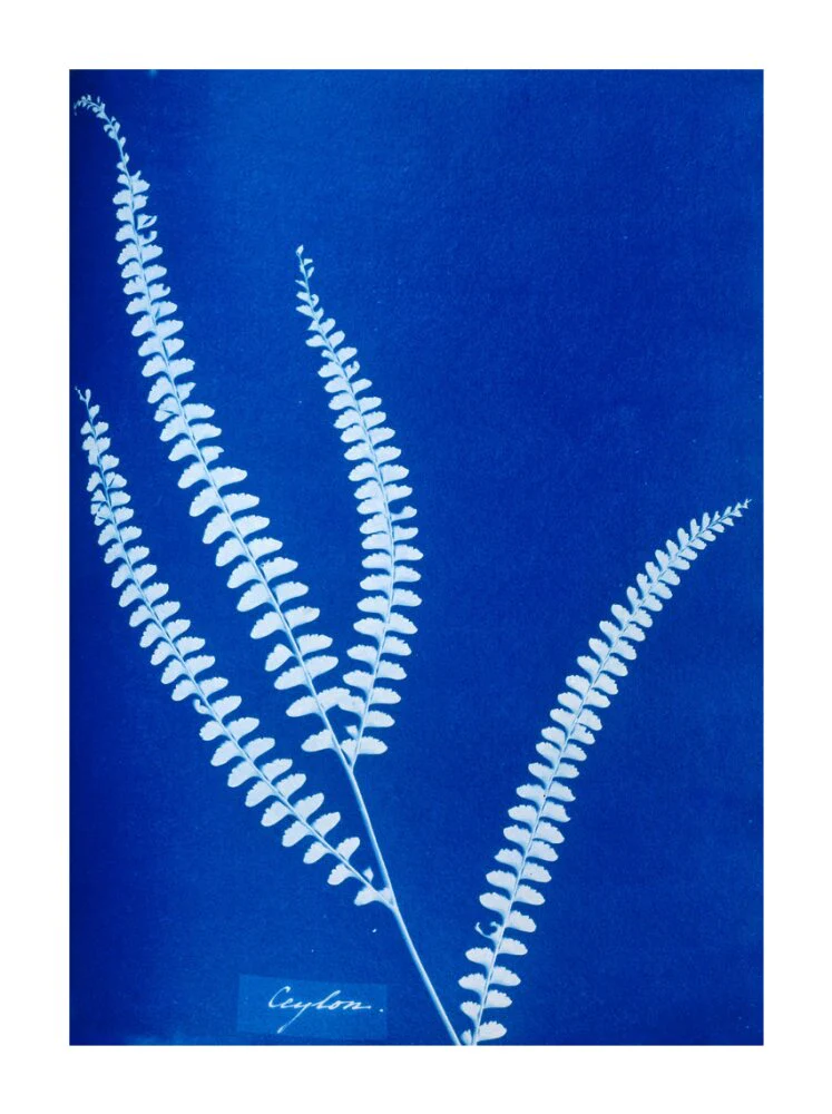 Cyanotype of a Ceylonese fern, 1853. - Image 30