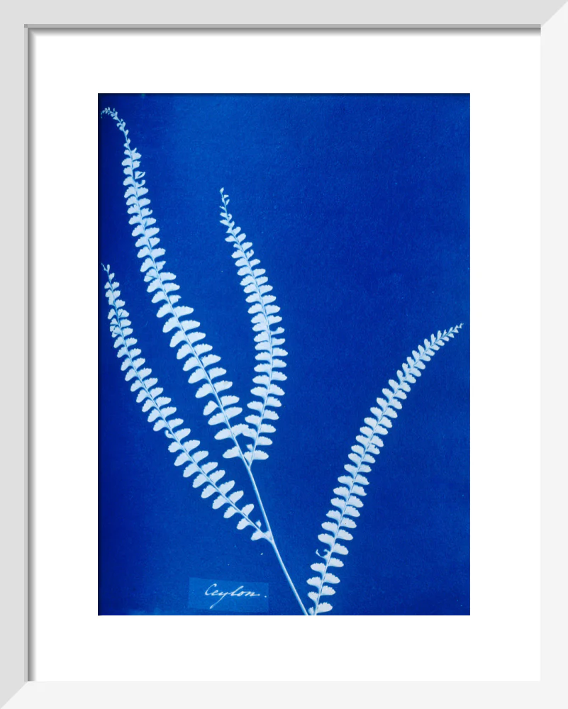 Cyanotype of a Ceylonese fern, 1853. - Image 37