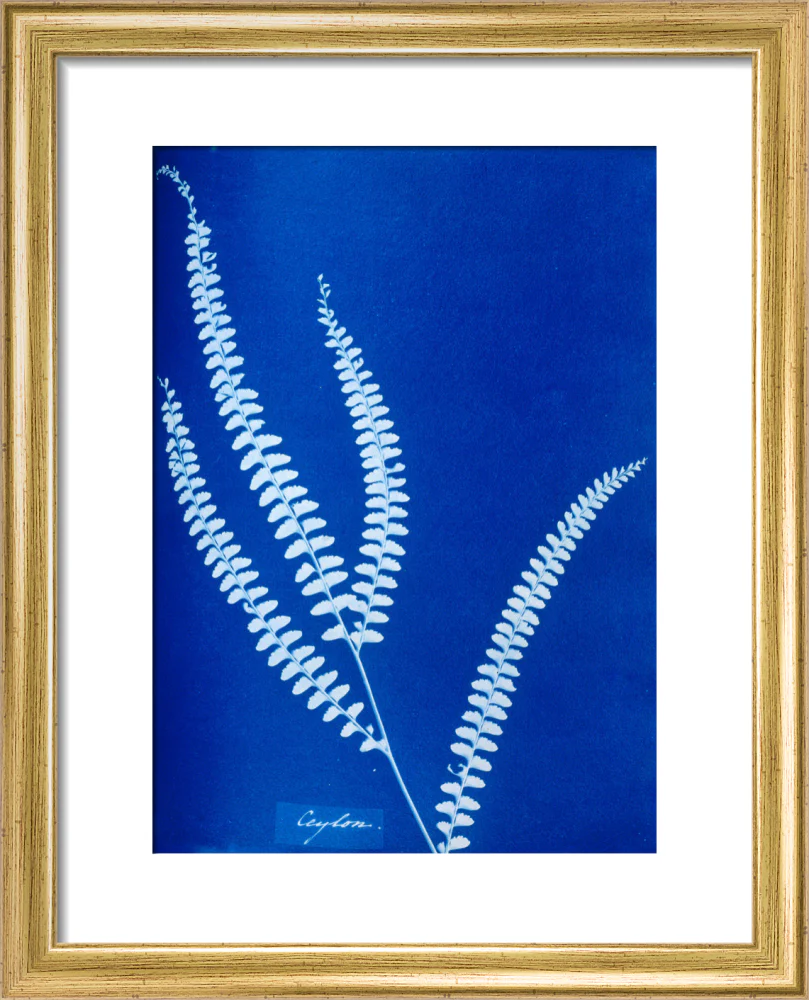 Cyanotype of a Ceylonese fern, 1853. - Image 5