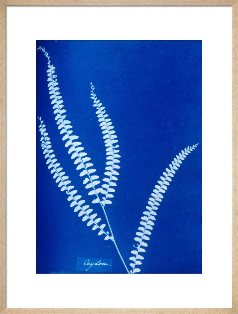 Cyanotype of a Ceylonese fern, 1853. - Image 54
