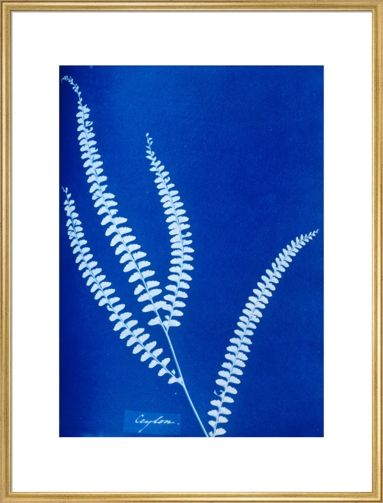 Cyanotype of a Ceylonese fern, 1853. - Image 58
