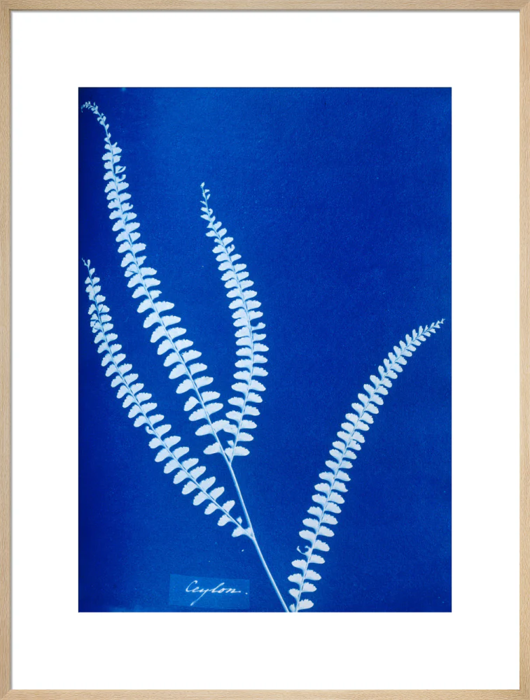 Cyanotype of a Ceylonese fern, 1853. - Image 59