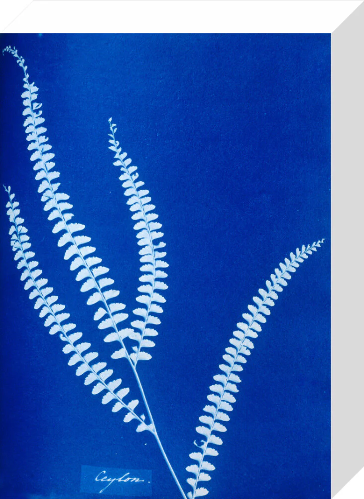 Cyanotype of a Ceylonese fern, 1853. - Image 64