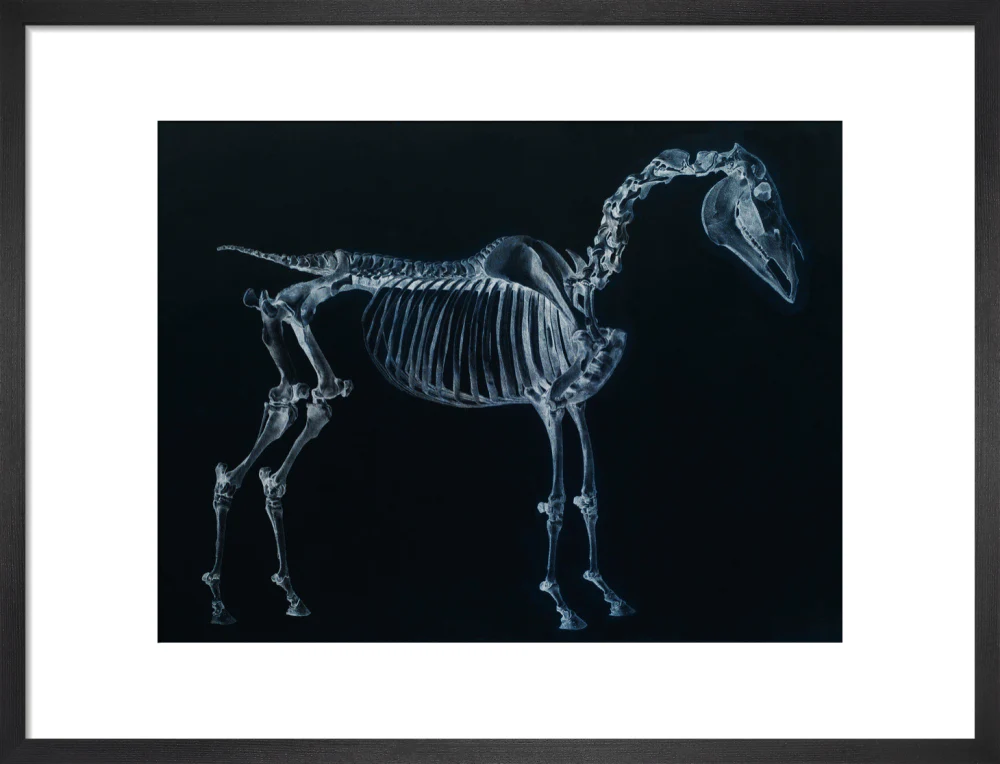 Tab I: Horse Skeleton, side view. Inverted image. - Image 13