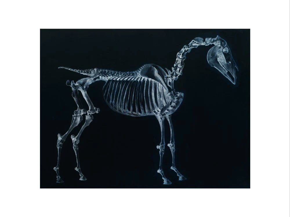 Tab I: Horse Skeleton, side view. Inverted image. - Image 17
