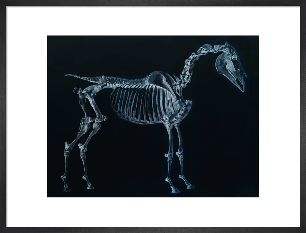 Tab I: Horse Skeleton, side view. Inverted image. - Image 18