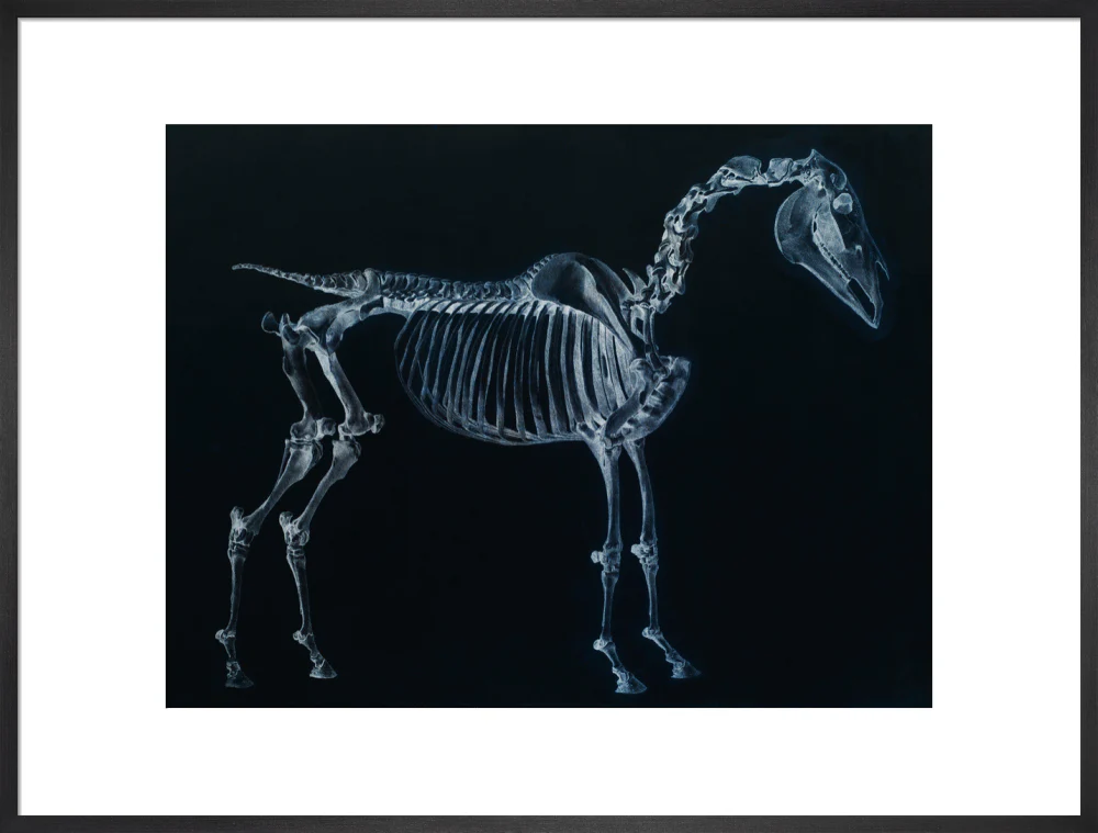 Tab I: Horse Skeleton, side view. Inverted image. - Image 23