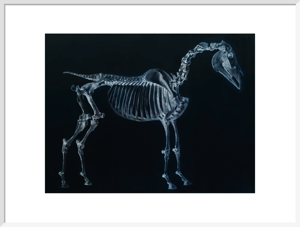 Tab I: Horse Skeleton, side view. Inverted image. - Image 24