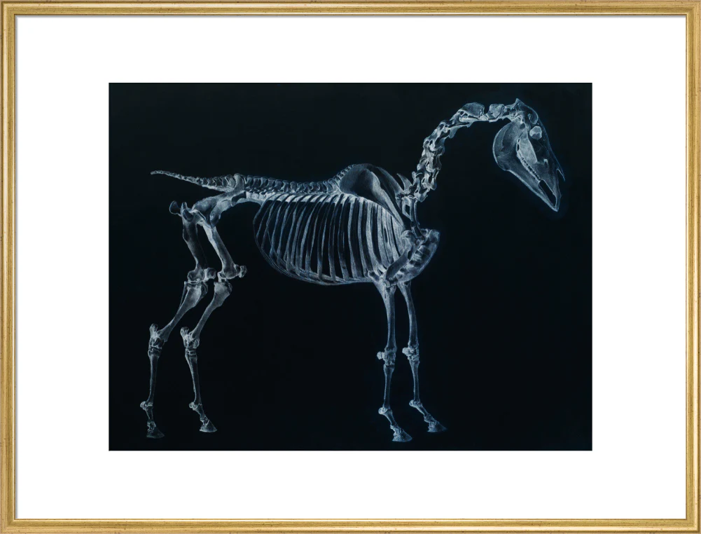 Tab I: Horse Skeleton, side view. Inverted image. - Image 25