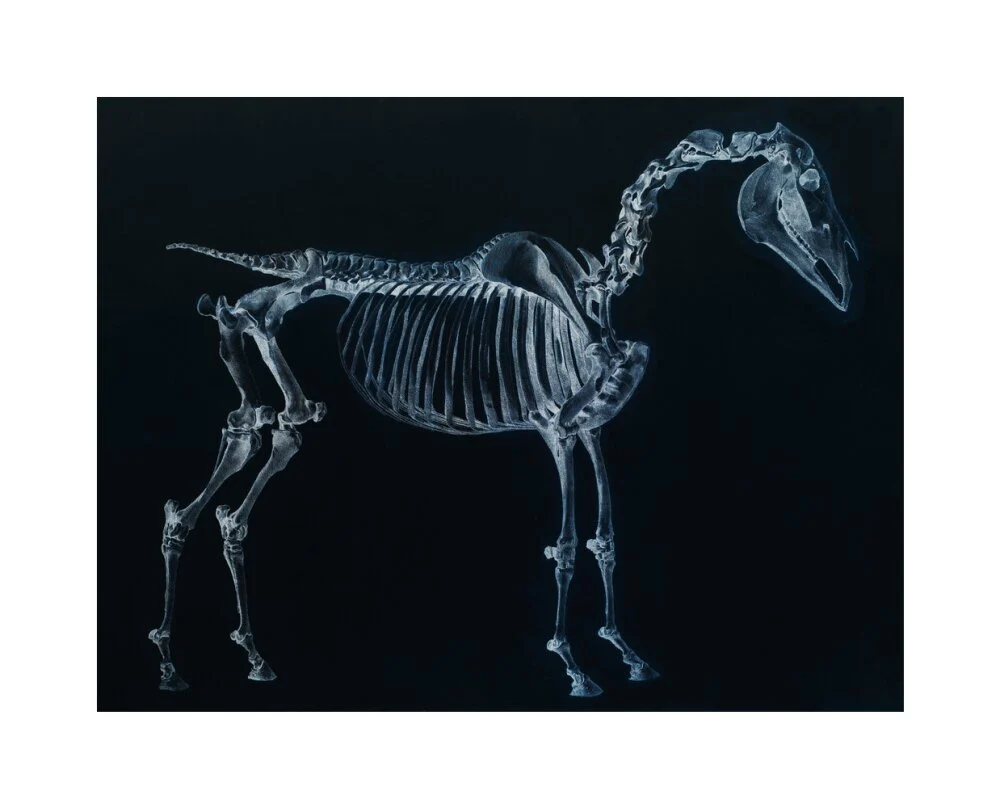 Tab I: Horse Skeleton, side view. Inverted image. - Image 28