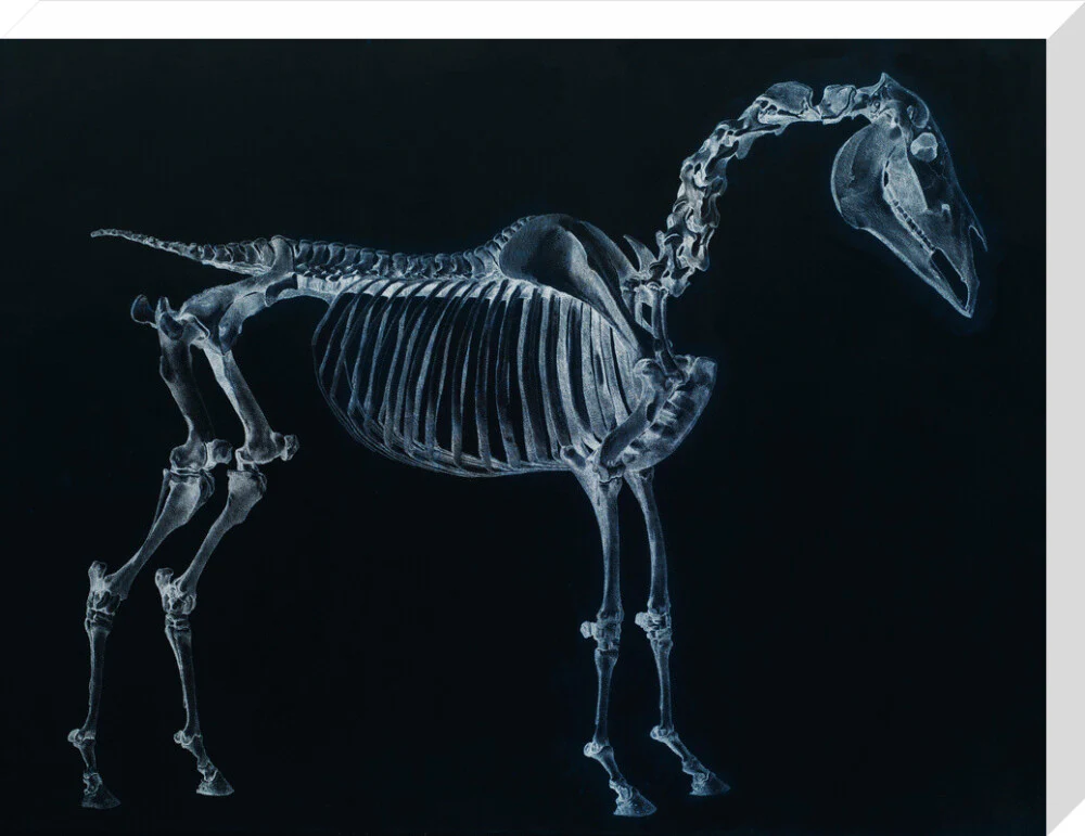 Tab I: Horse Skeleton, side view. Inverted image. - Image 33
