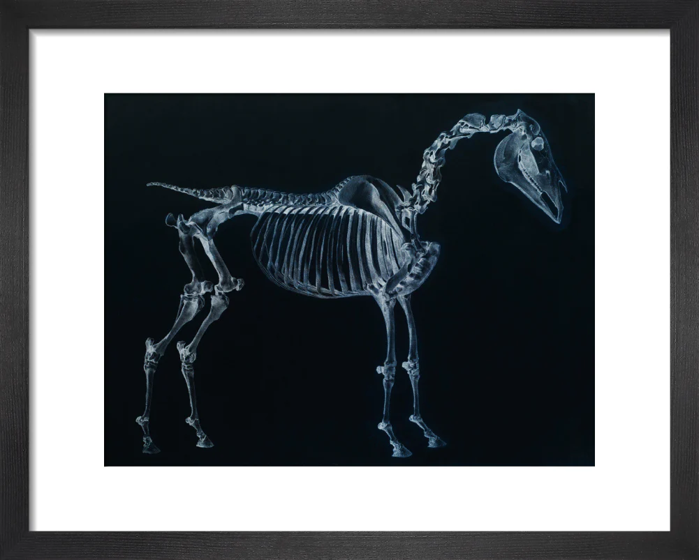 Tab I: Horse Skeleton, side view. Inverted image. - Image 36