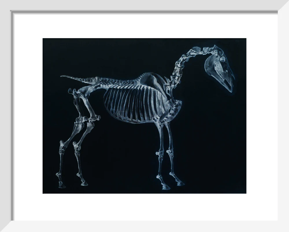 Tab I: Horse Skeleton, side view. Inverted image. - Image 4