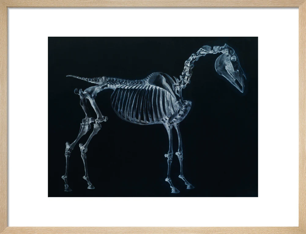 Tab I: Horse Skeleton, side view. Inverted image. - Image 49