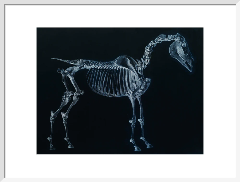 Tab I: Horse Skeleton, side view. Inverted image. - Image 52