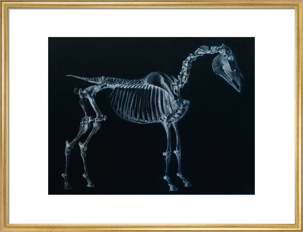 Tab I: Horse Skeleton, side view. Inverted image. - Image 53