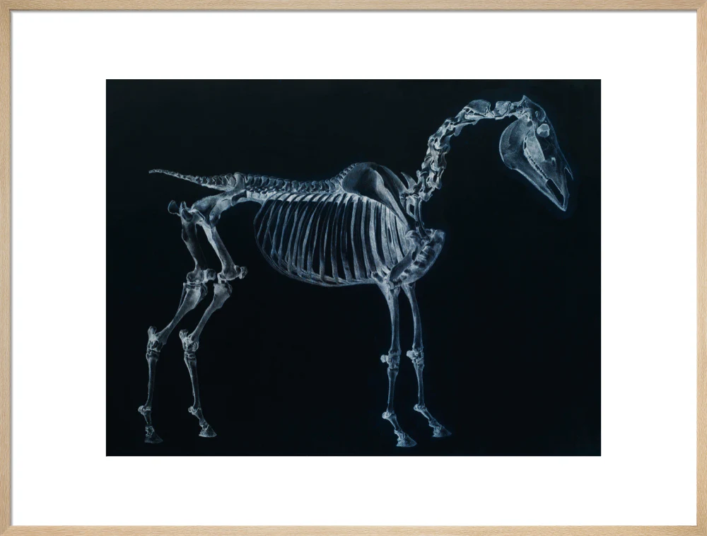 Tab I: Horse Skeleton, side view. Inverted image. - Image 59