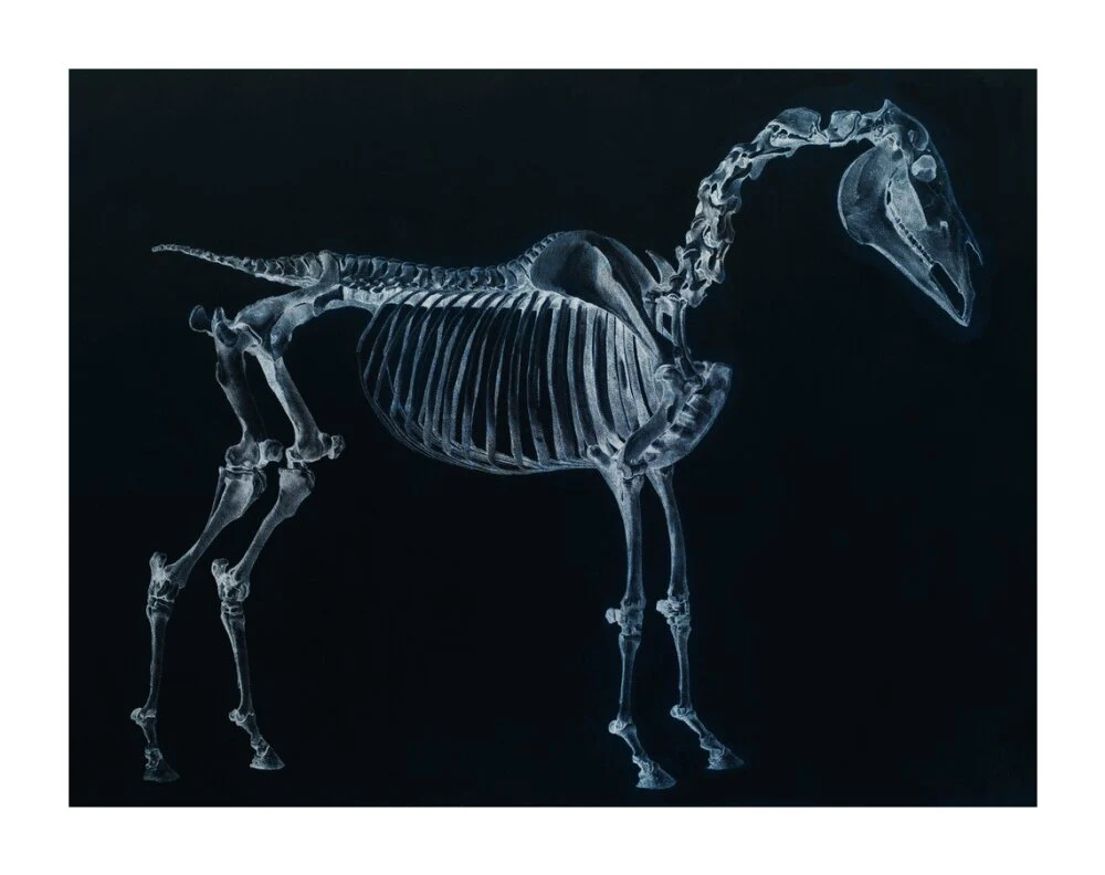Tab I: Horse Skeleton, side view. Inverted image. - Image 63