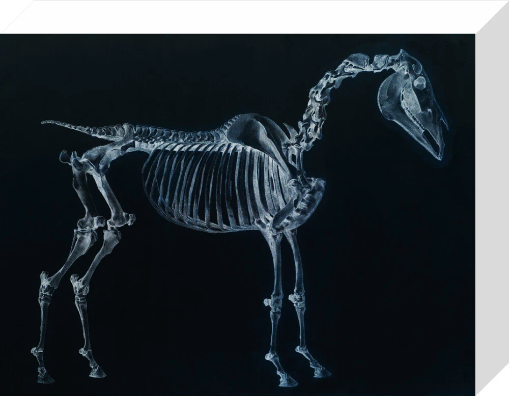 Tab I: Horse Skeleton, side view. Inverted image. - Image 64