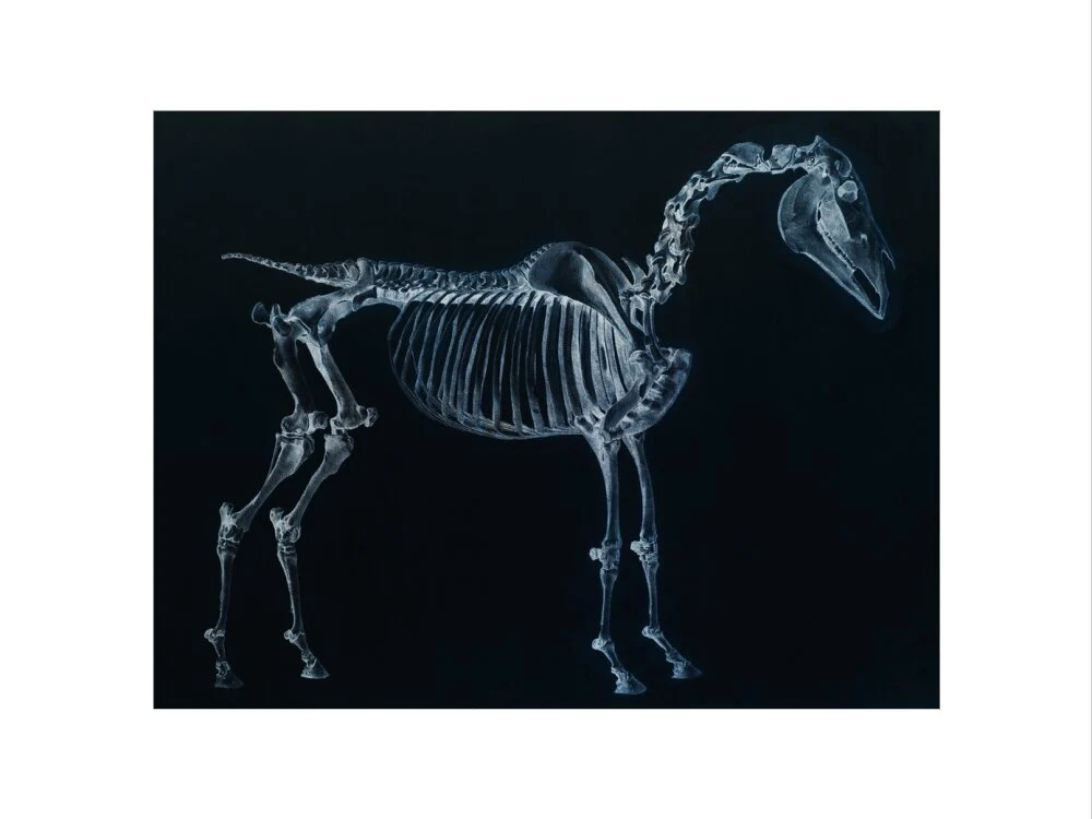 Tab I: Horse Skeleton, side view. Inverted image. - Image 7