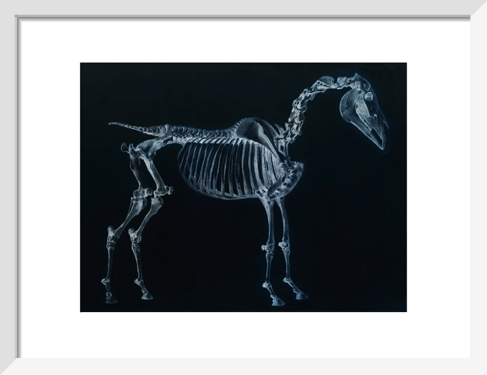 Tab I: Horse Skeleton, side view. Inverted image. - Image 9