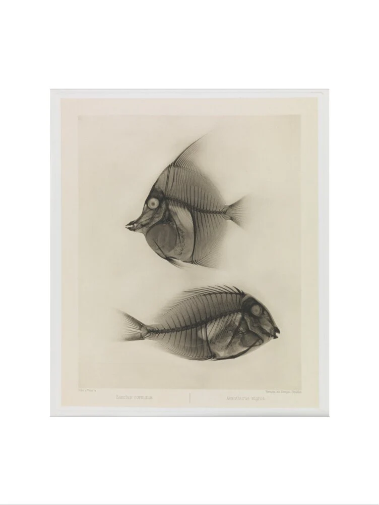 Zwei Seefische, Zanclus Cornutus / Acanthurus Nigros' - Image 17