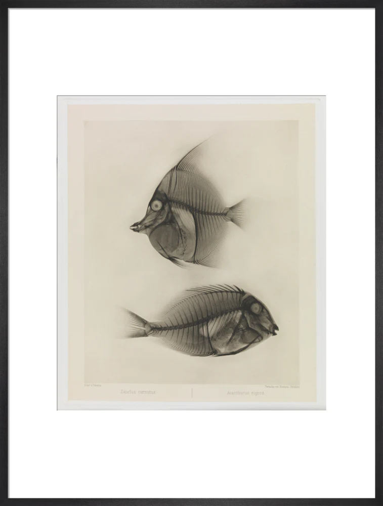 Zwei Seefische, Zanclus Cornutus / Acanthurus Nigros' - Image 23