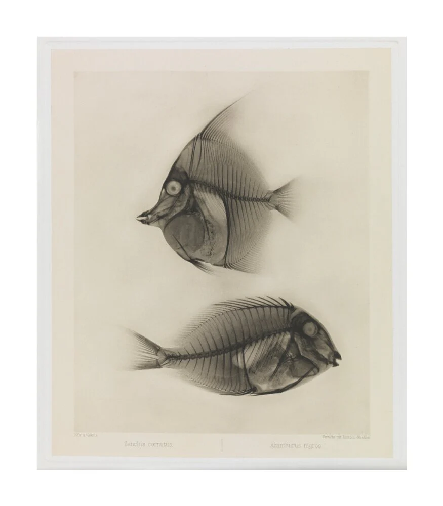 Zwei Seefische, Zanclus Cornutus / Acanthurus Nigros' - Image 29