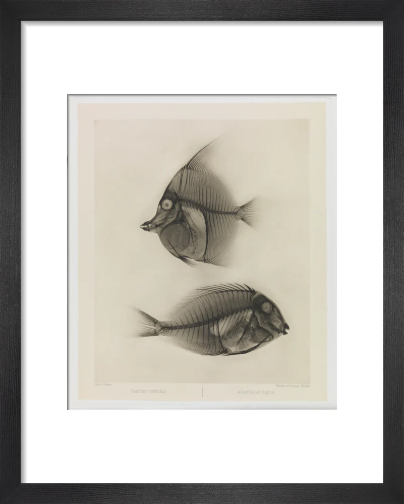 Zwei Seefische, Zanclus Cornutus / Acanthurus Nigros' - Image 3