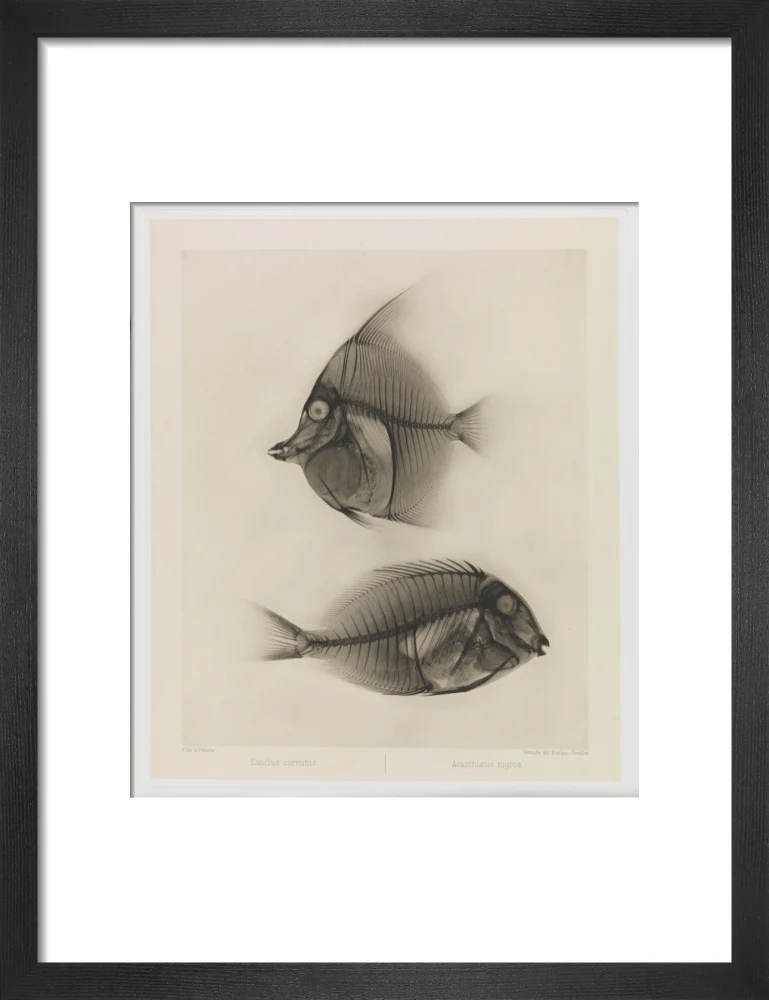 Zwei Seefische, Zanclus Cornutus / Acanthurus Nigros' - Image 41
