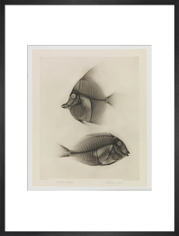 Zwei Seefische, Zanclus Cornutus / Acanthurus Nigros' - Image 51