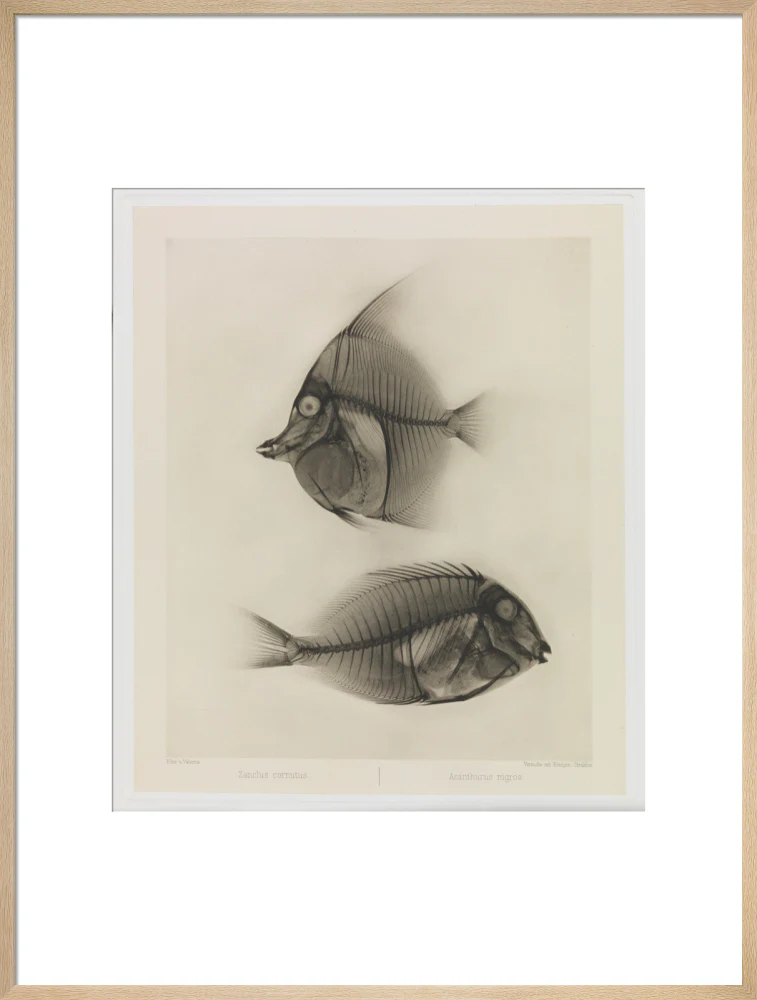Zwei Seefische, Zanclus Cornutus / Acanthurus Nigros' - Image 59