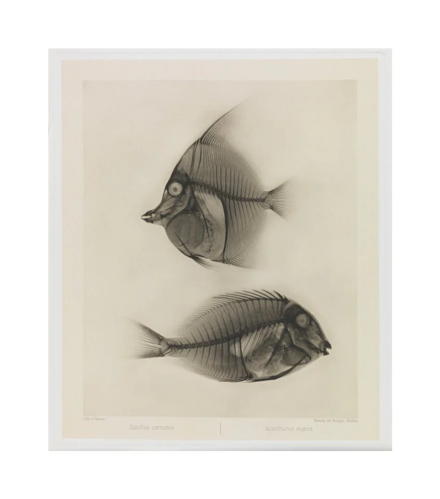 Zwei Seefische, Zanclus Cornutus / Acanthurus Nigros' - Image 61