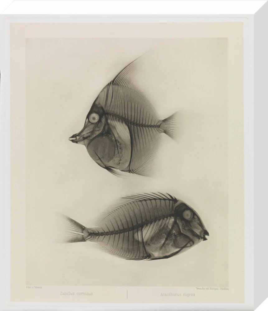 Zwei Seefische, Zanclus Cornutus / Acanthurus Nigros' - Image 65